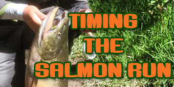 Live 2 Fish Timing the Salmon Run Articles River Fishing  salmon River Fishing live2drift Fishing 