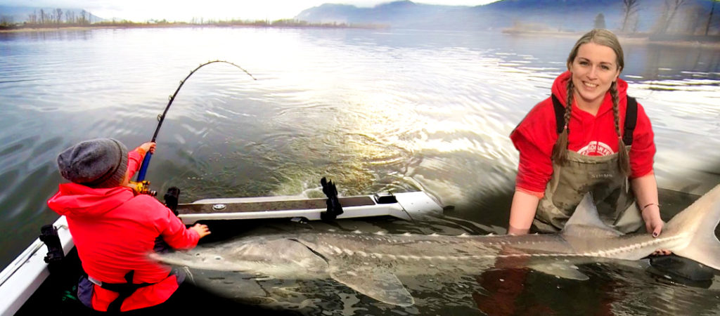 Live 2 Fish Bucket List Sturgeon Blogs Travel  Sturgeon Frasier River Fishing BC British Columbia  