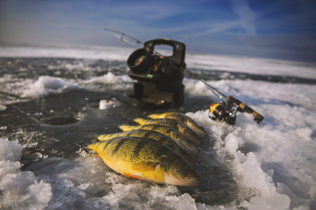 Live 2 Fish Ice Fishing for Lake Simcoe Perch Articles Ice Fishing
